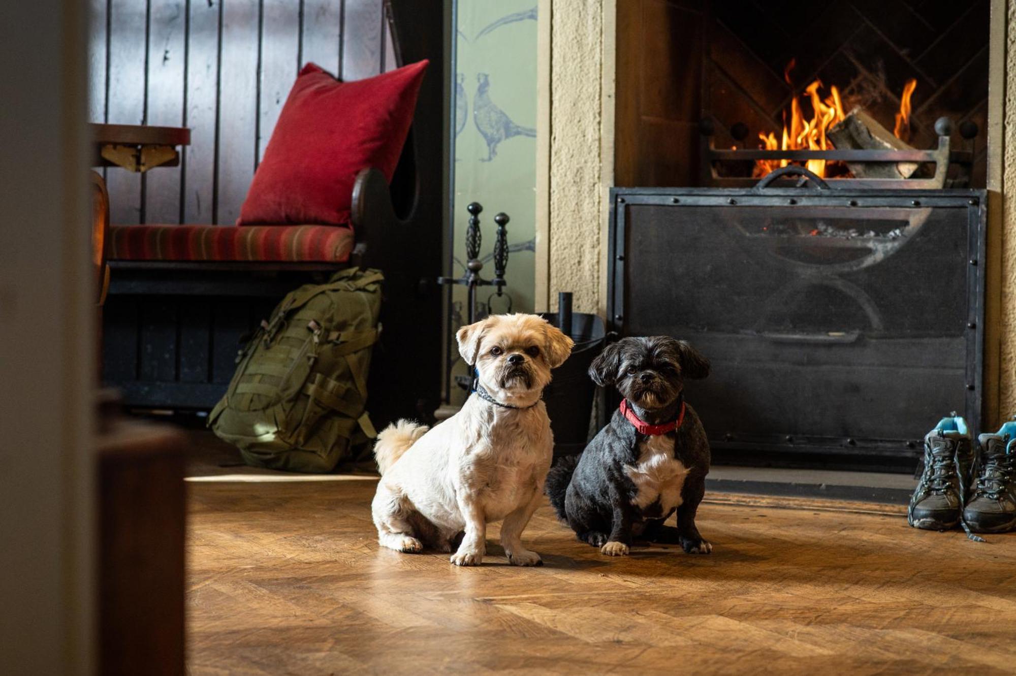 The Millstone, Mellor Otel Blackburn  Dış mekan fotoğraf Dogs at the Inn